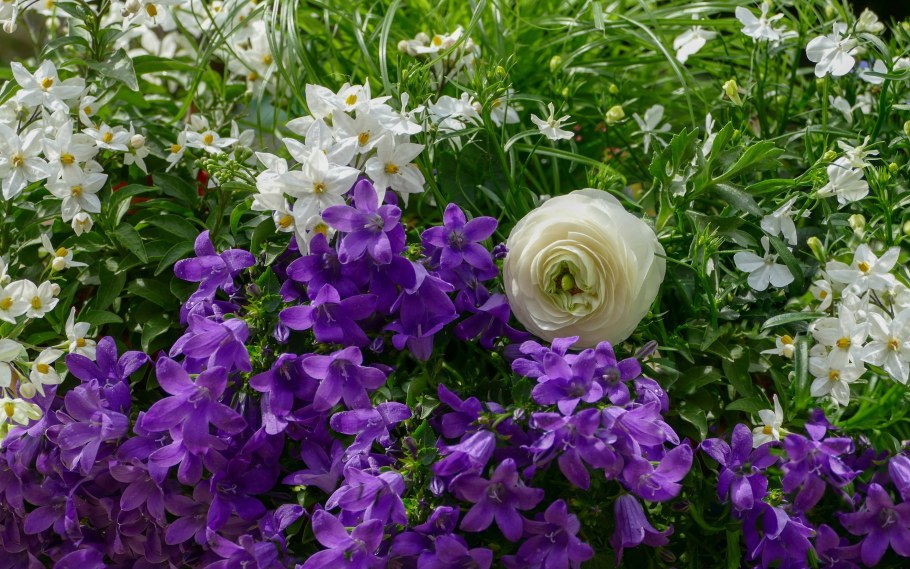 Колокольчик Кент Белль