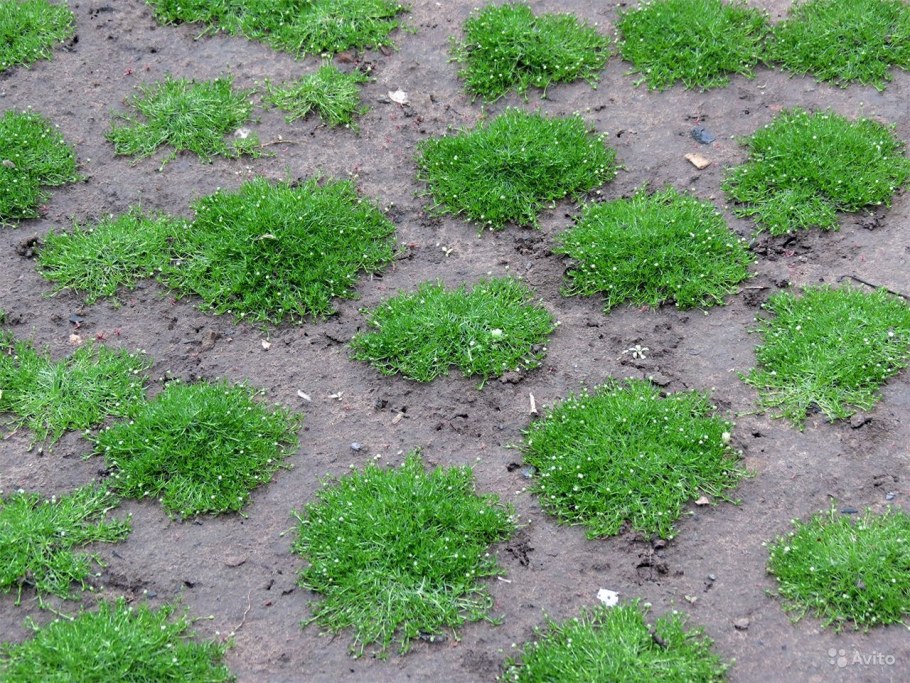 Мшанка шиловидная ирландский мох