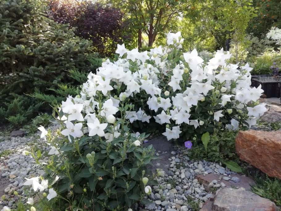 Кампанула платикодон