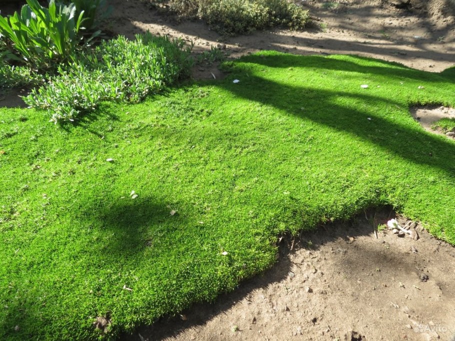 Мшанка шиловидная