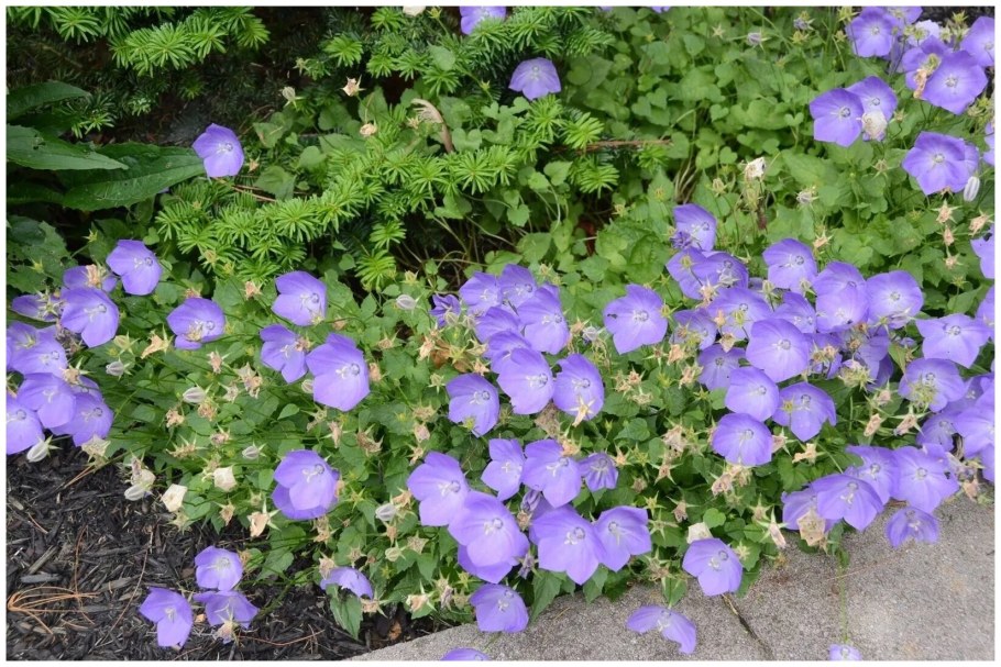 Колокольчик Карпатский микс