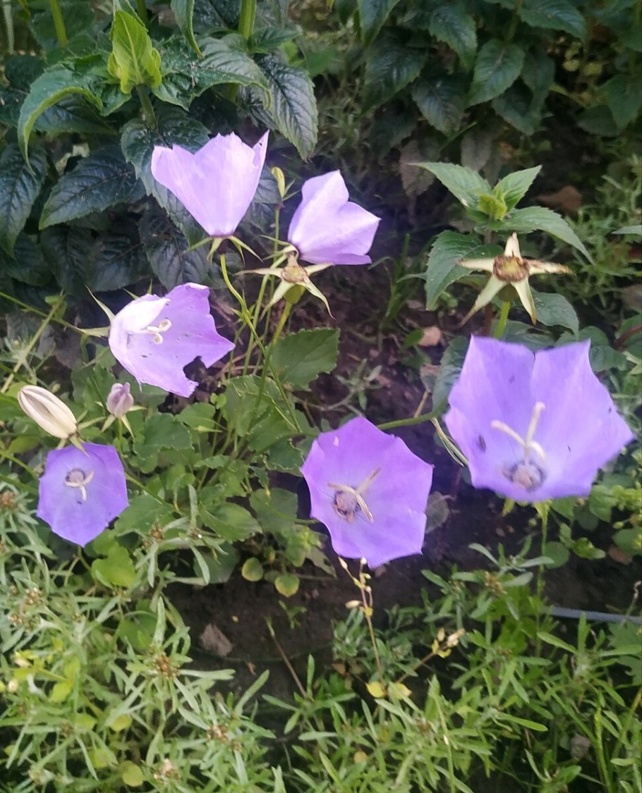 Мирабилис фиолетовый