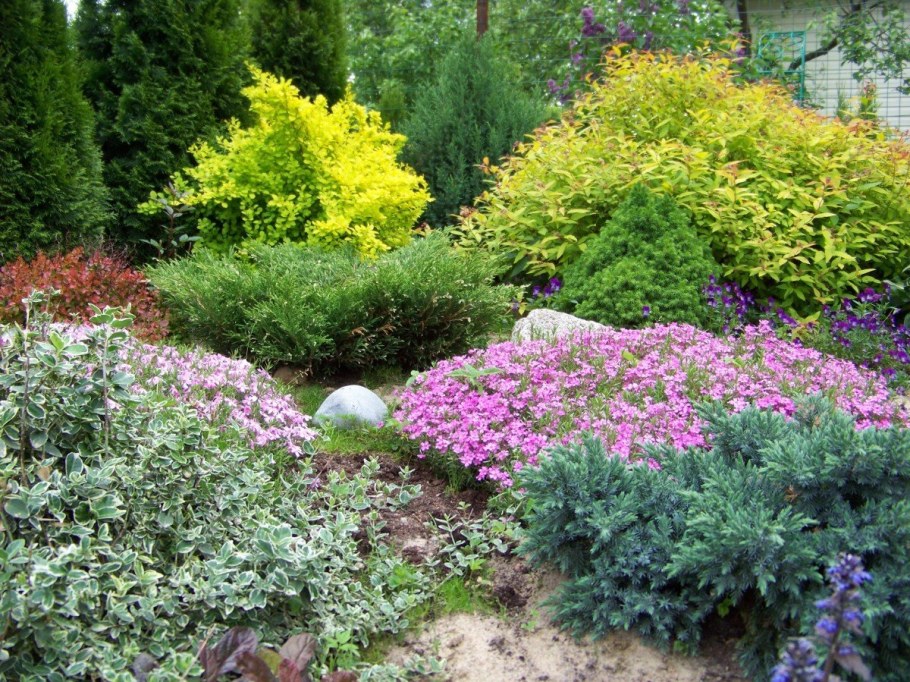 Хвойники Барбарис спирея