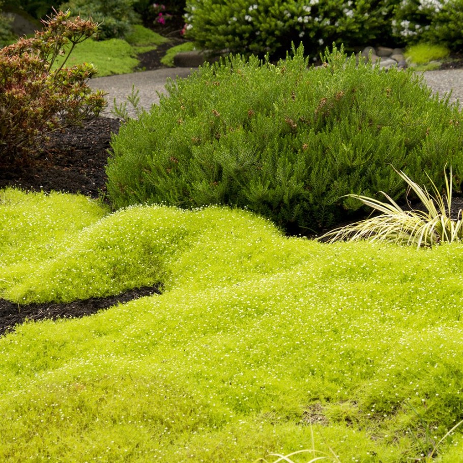 Мшанка шиловидная Ауреа (лайм Мосс)