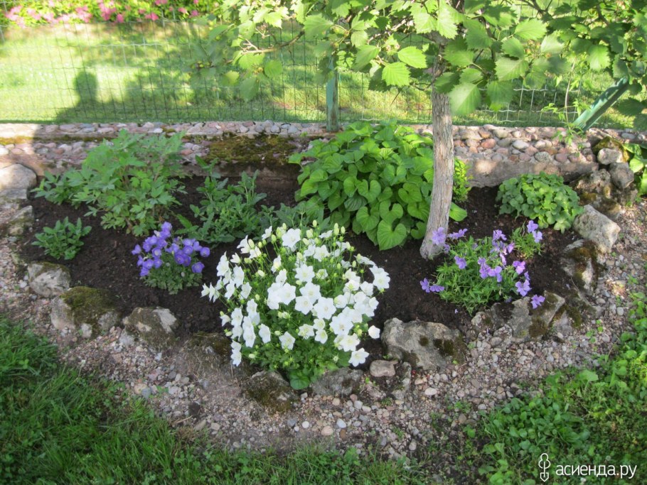 Колокольчик Карпатский на альпийской Горке