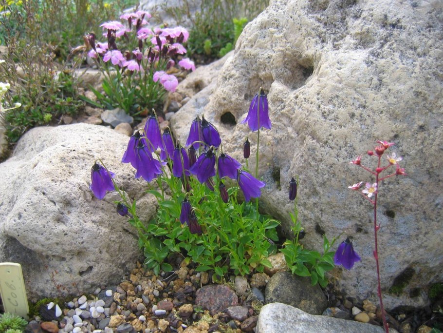 Колокольчик приальпийский
