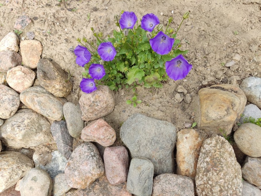 Семена альпийских растений