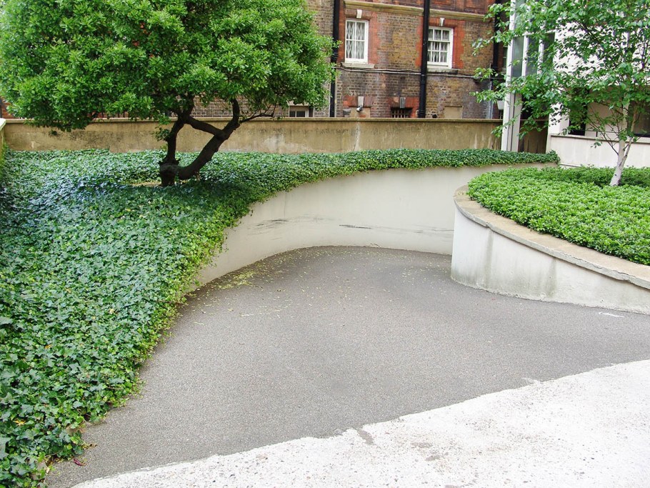 Мшанка шиловидная газон