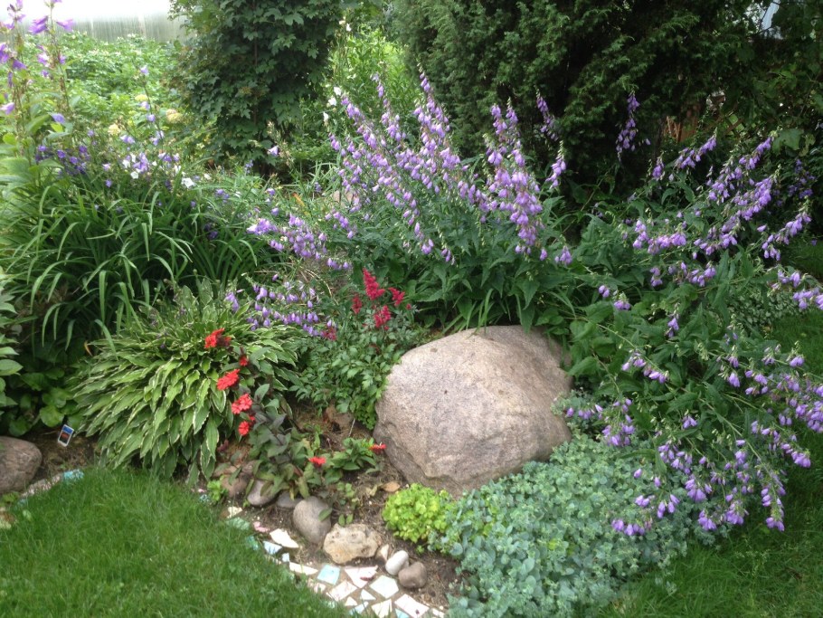 Колокольчик на клумбе