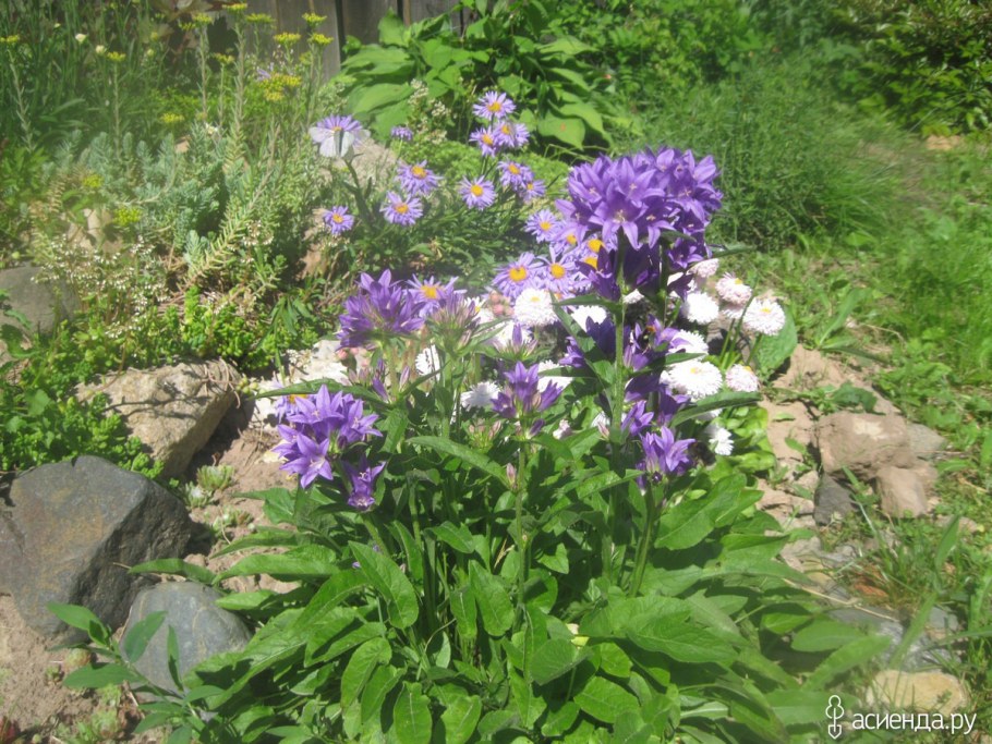 Колокольчик скученный Кэролайн