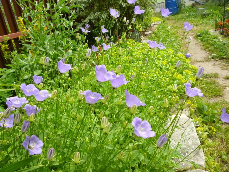 Колокольчик Карпатский на клумбе