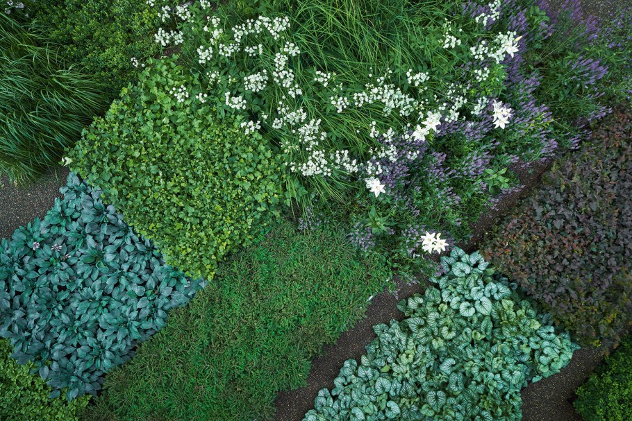 Мшанка ползучая