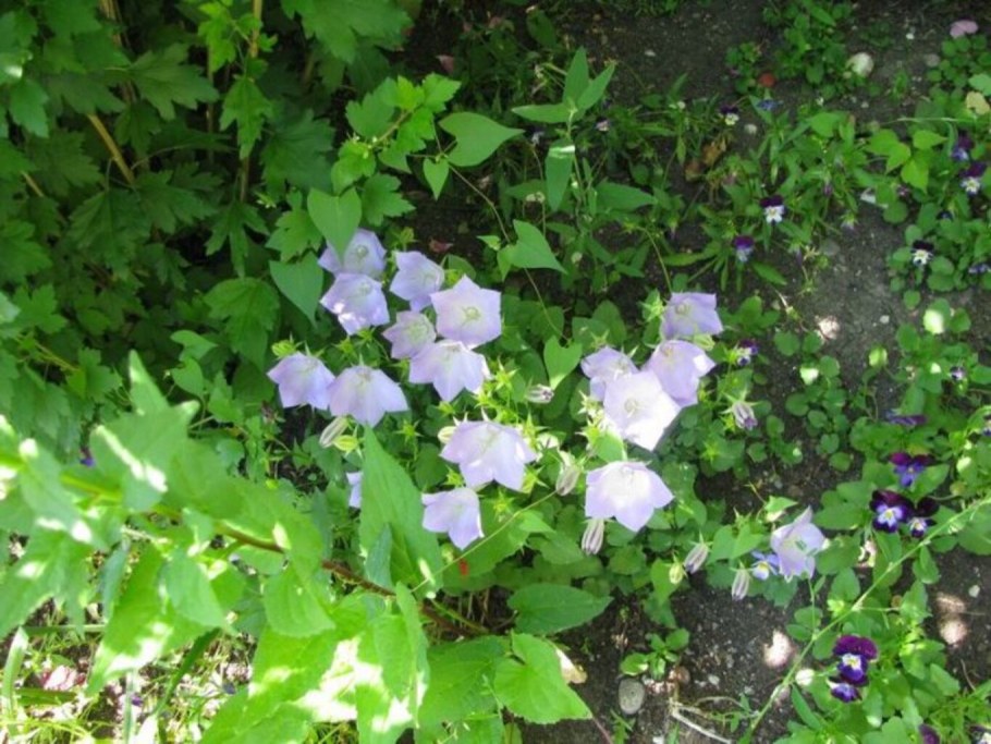 Колокольчик Карпатский компаньоны