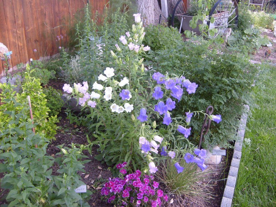 Колокольчик Кент Белль