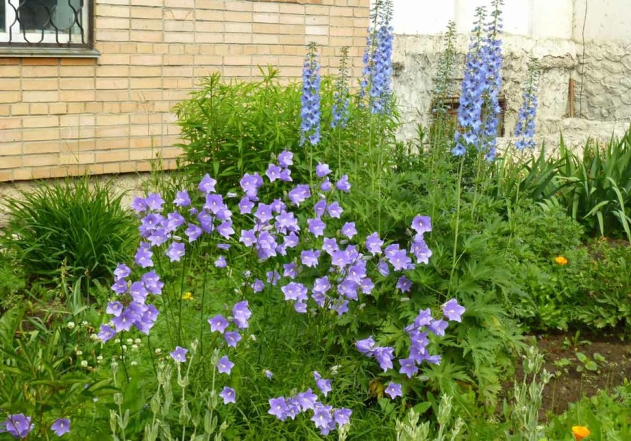 Колокольчик Карпатский и платикодон