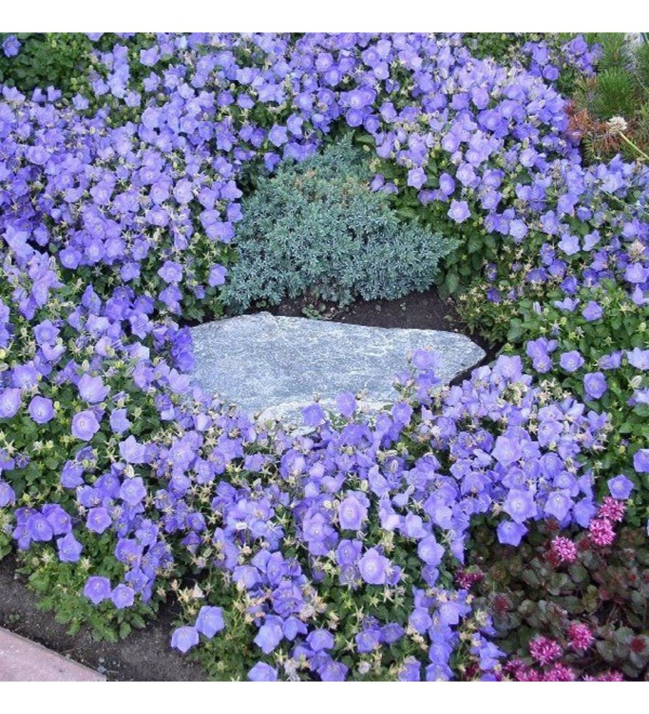 Колокольчик Портеншлага синий Гном