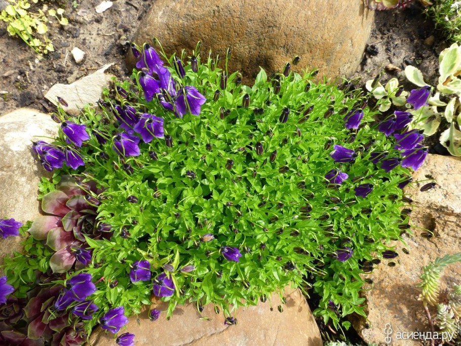 Колокольчик Портеншлага Катарина