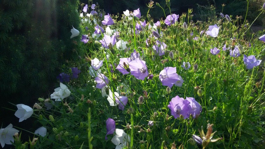 Колокольчик Карпатский махровый