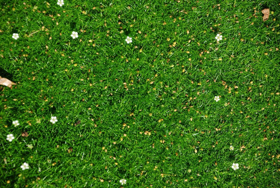 Мшанка шиловидная sagina subulata