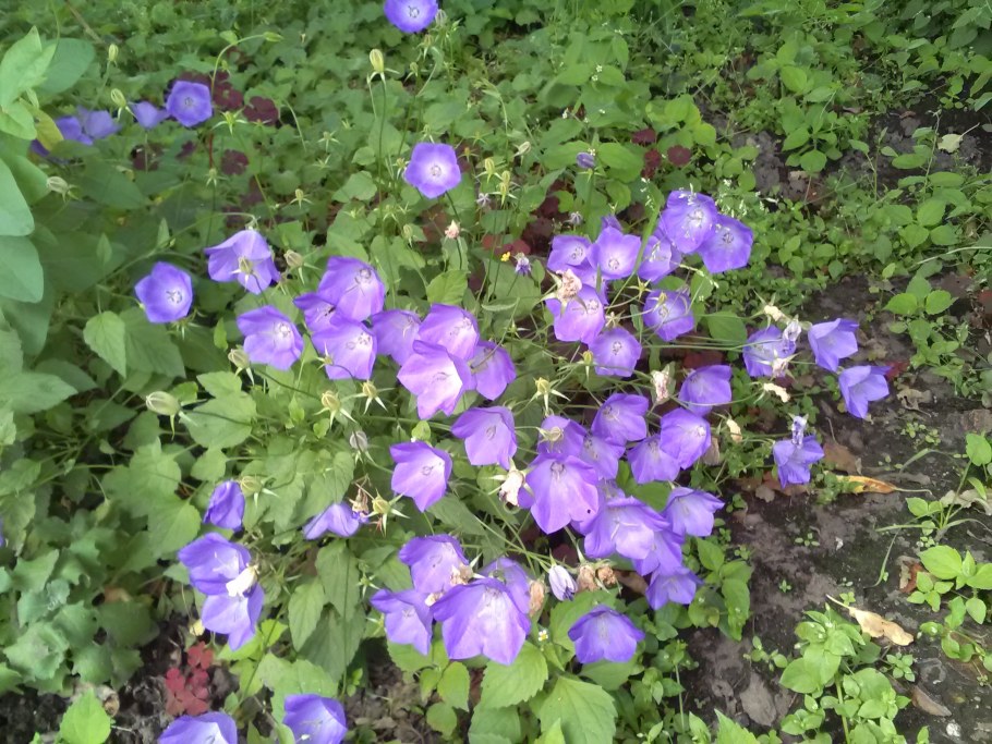 Колокольчик Карпатский Кампанула Весенняя