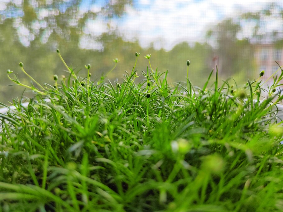 Мшанка шиловидная и Хоста