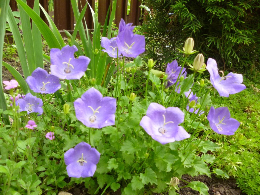 Колокольчик Карпатский Эльф