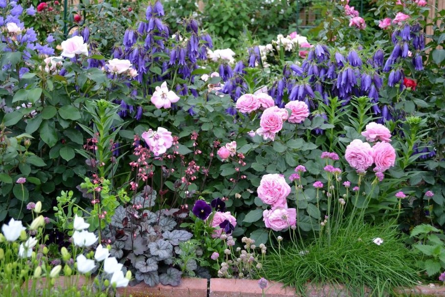 Миксбордер с розой ругозой