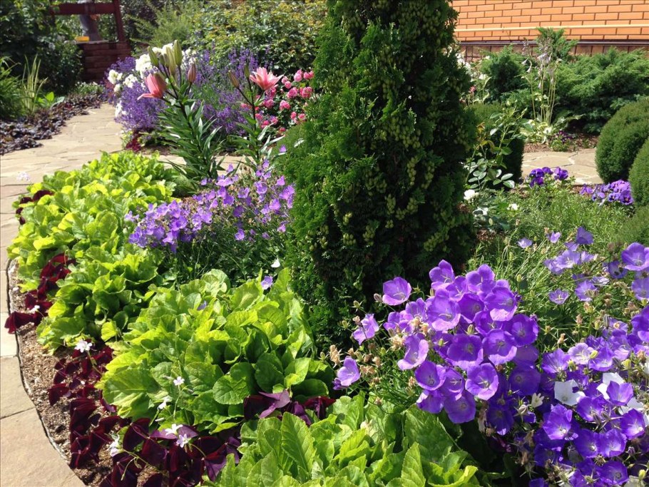 Колокольчик Карпатский (Campanula Carpatica)