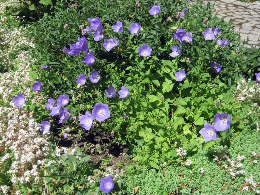 Campanula Carpatica – колокольчик Карпатский ландшафт
