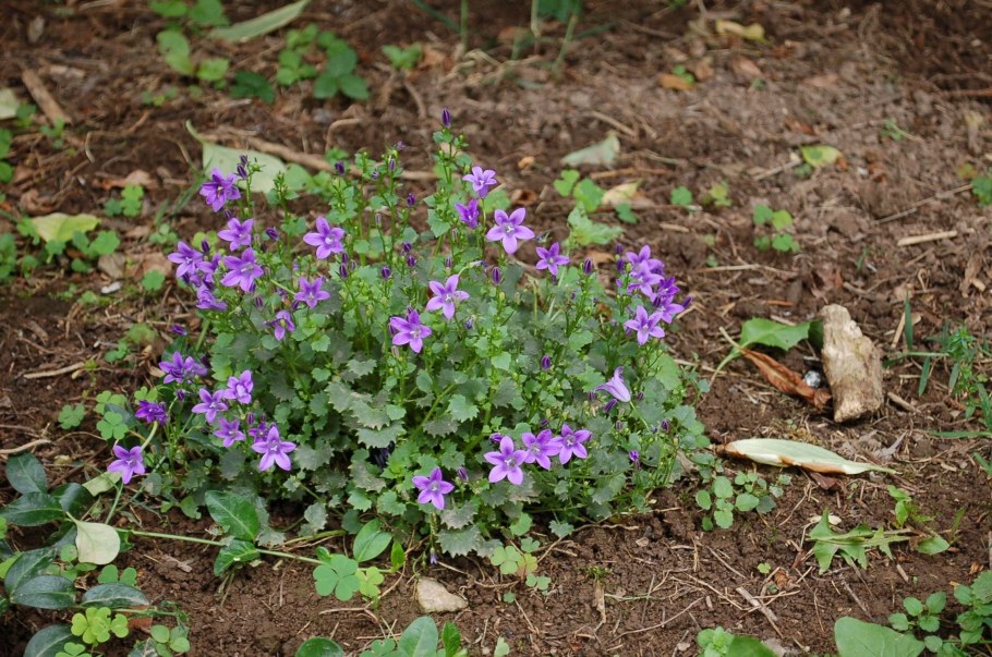 Колокольчик гарганский
