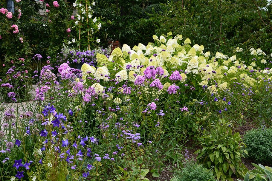 Флоксы со спиреей