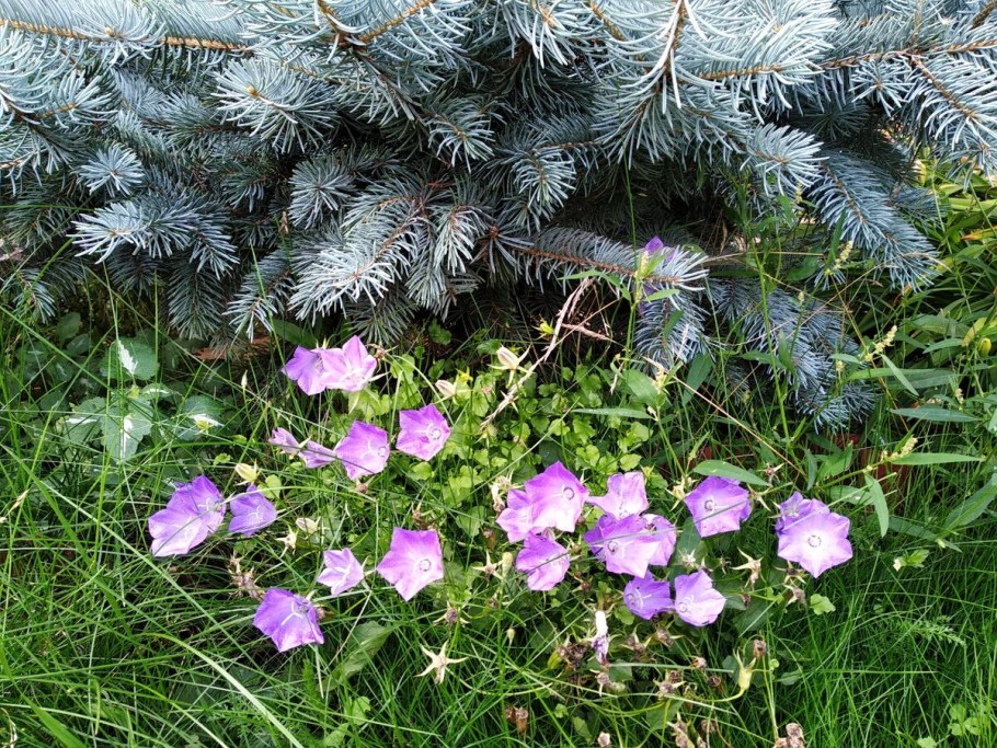 Колокольчик Карпатский Перл Вайт