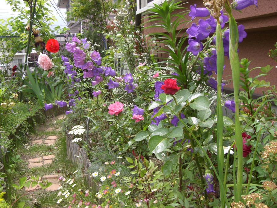 Луговой колокольчик на клумбе