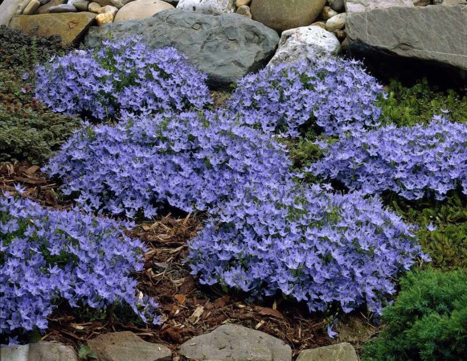 Колокольчик гарганский Dickson's Gold