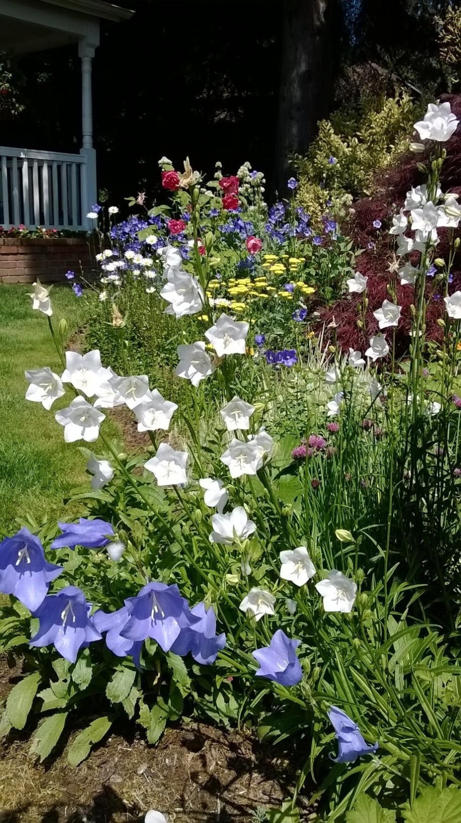 Платикодон цветок многолетник