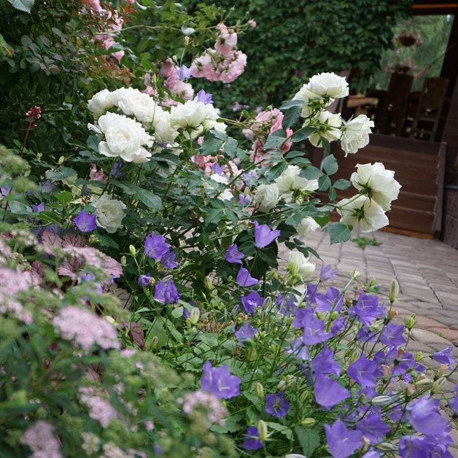 Котовник с розами