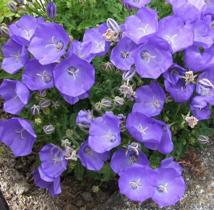 Колокольчик Карпатский Pearl White