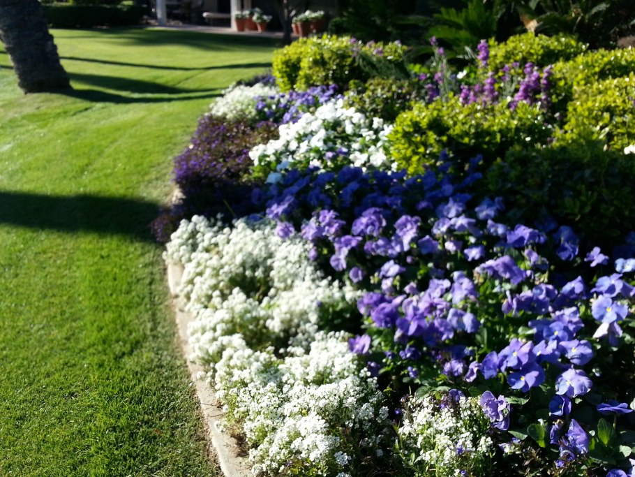 Алиссум и лобелия