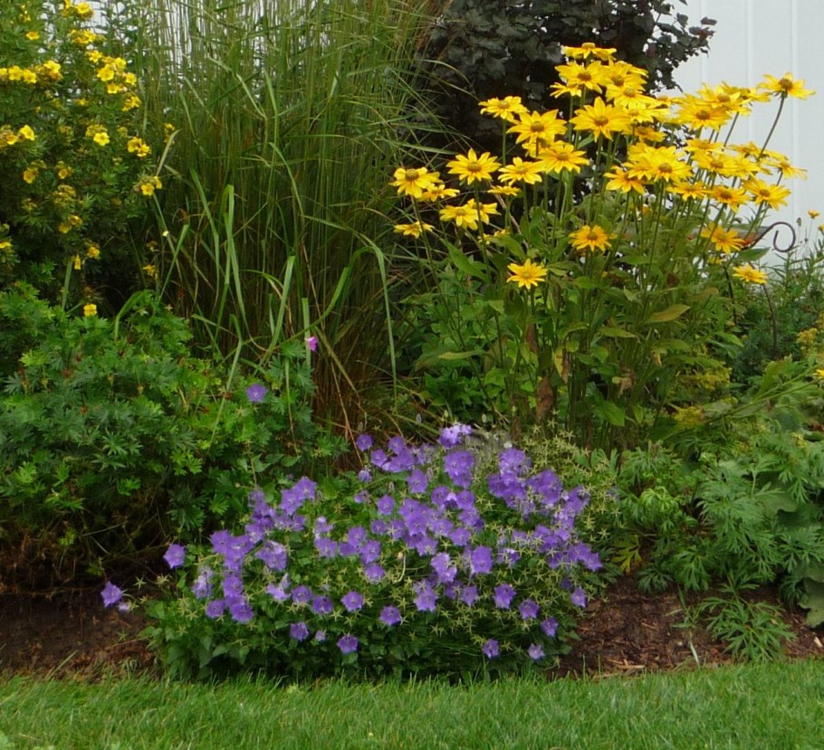 Колокольчик Карпатский на клумбе