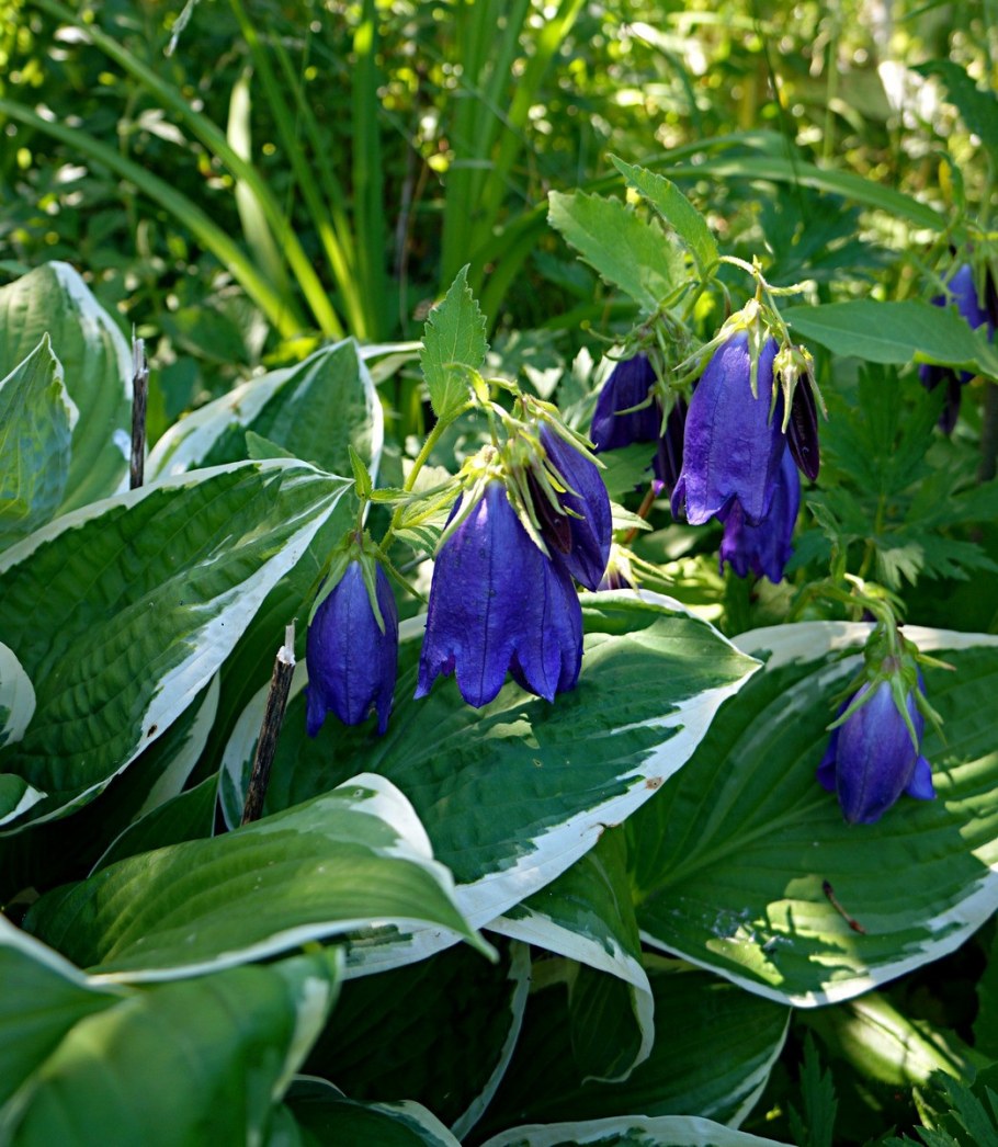 Колокольчик Сарастро посадка