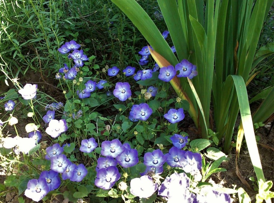 Колокольчик Карпатский в ландшафтном