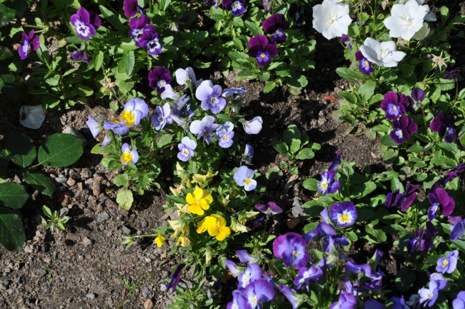 Колокольчик Campanula Samantha