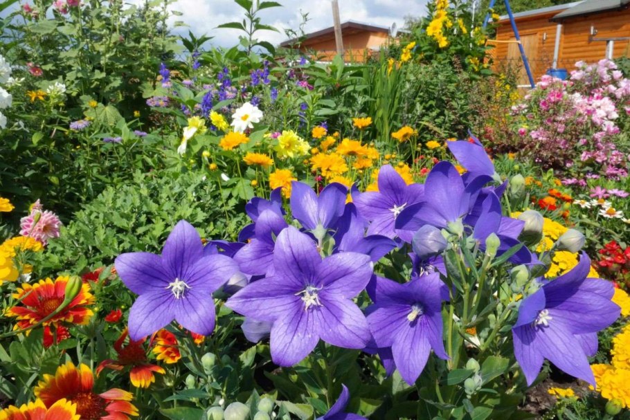 Платикодон цветок многолетник