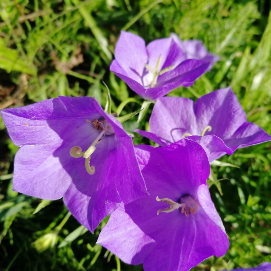 Колокольчик Карпатский синий