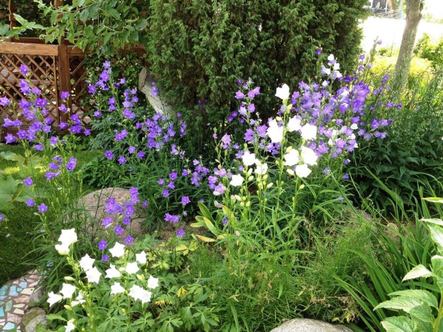 Колокольчик Карпатский в миксбордере