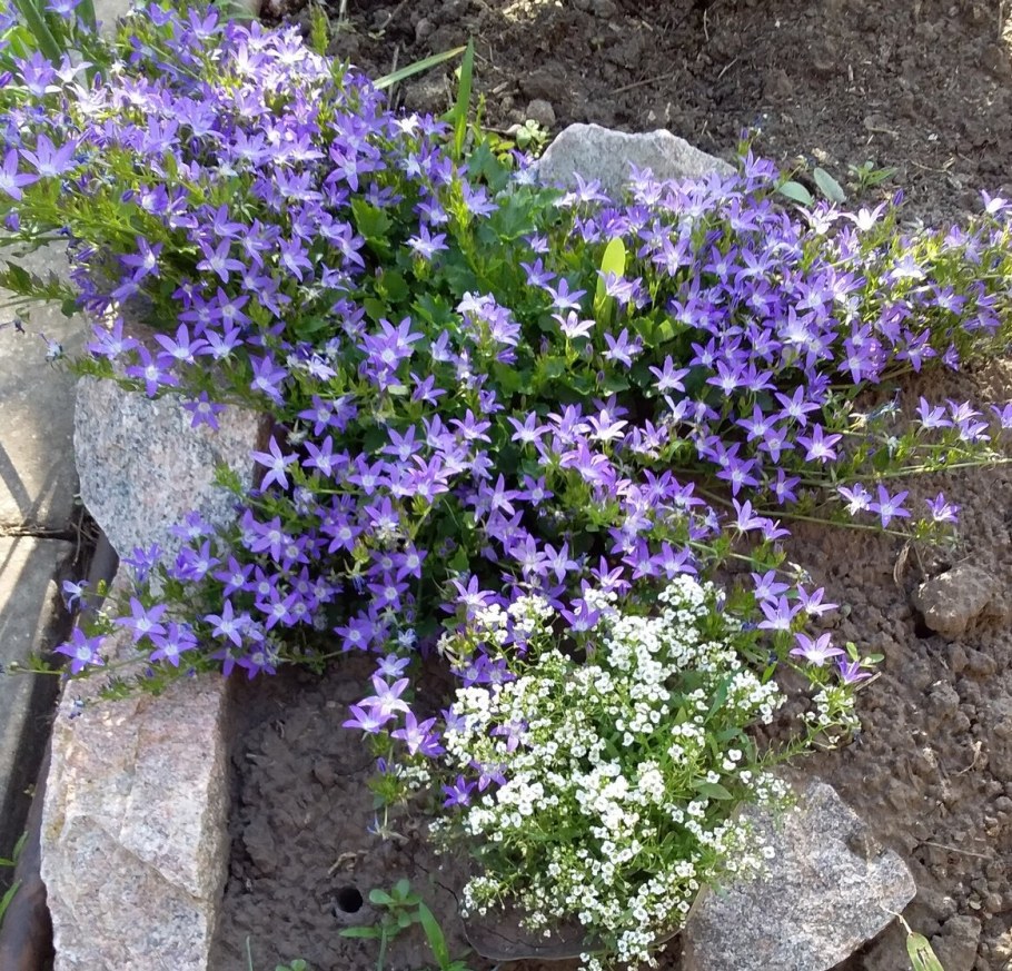 Колокольчик Пожарского Портеншлага