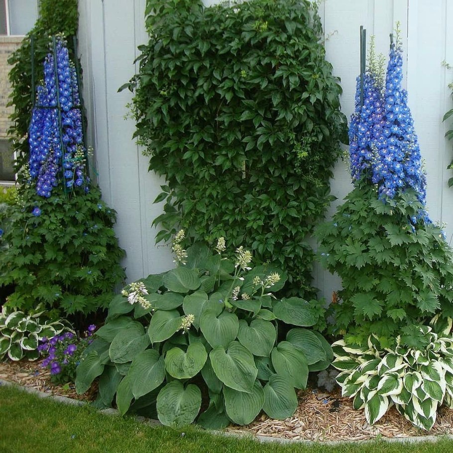 Дельфиниум садовый