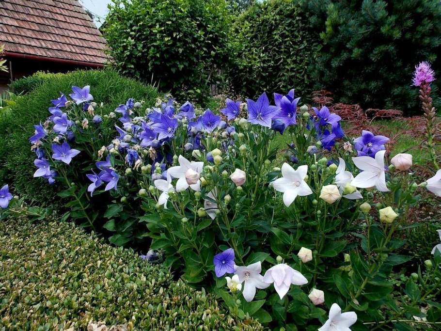 Платикодон синий