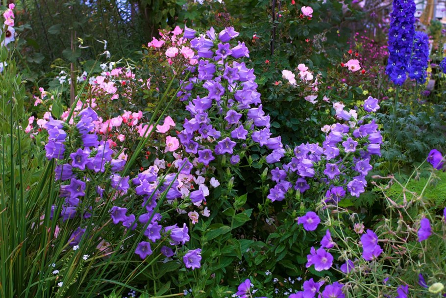 Колокольчик Кампанула Медиум