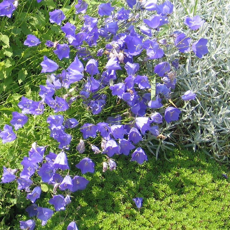 Колокольчик Карпатский Гном